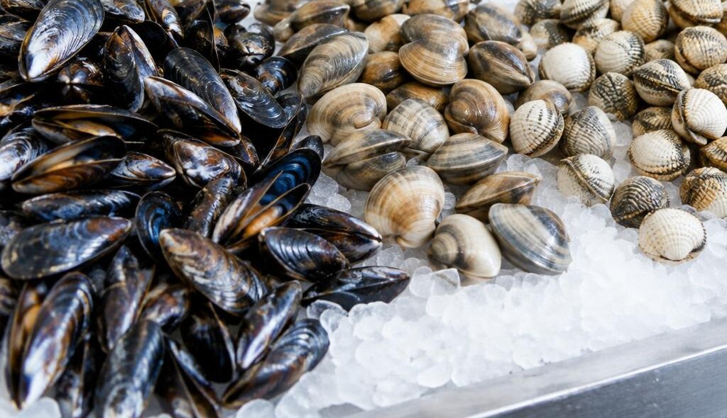 Mejillones, almejas y berberechos sobre hielo